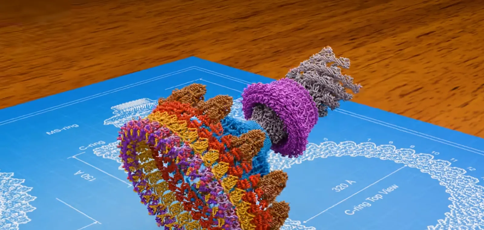 Un modelo tridimensional en color de la estructura proteica del motor flagelar bacteriano, erguido sobre un plano de ingeniería rotulado con el anillo C y el anillo MS